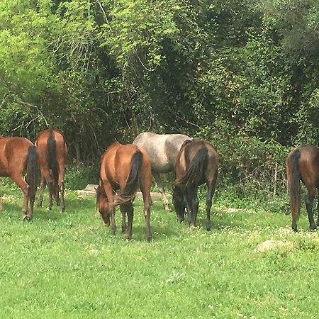 B&B Mas Les Lecques Beaucaire  Luaran gambar