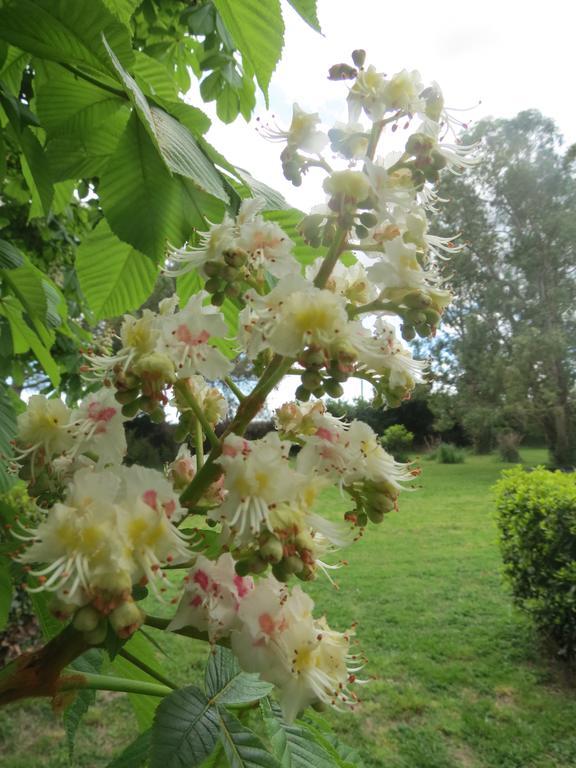 B&B Mas Les Lecques Beaucaire  Luaran gambar