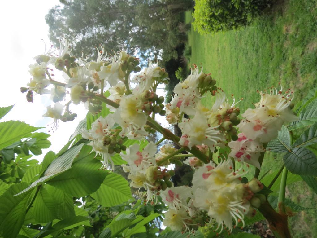 B&B Mas Les Lecques Beaucaire  Luaran gambar