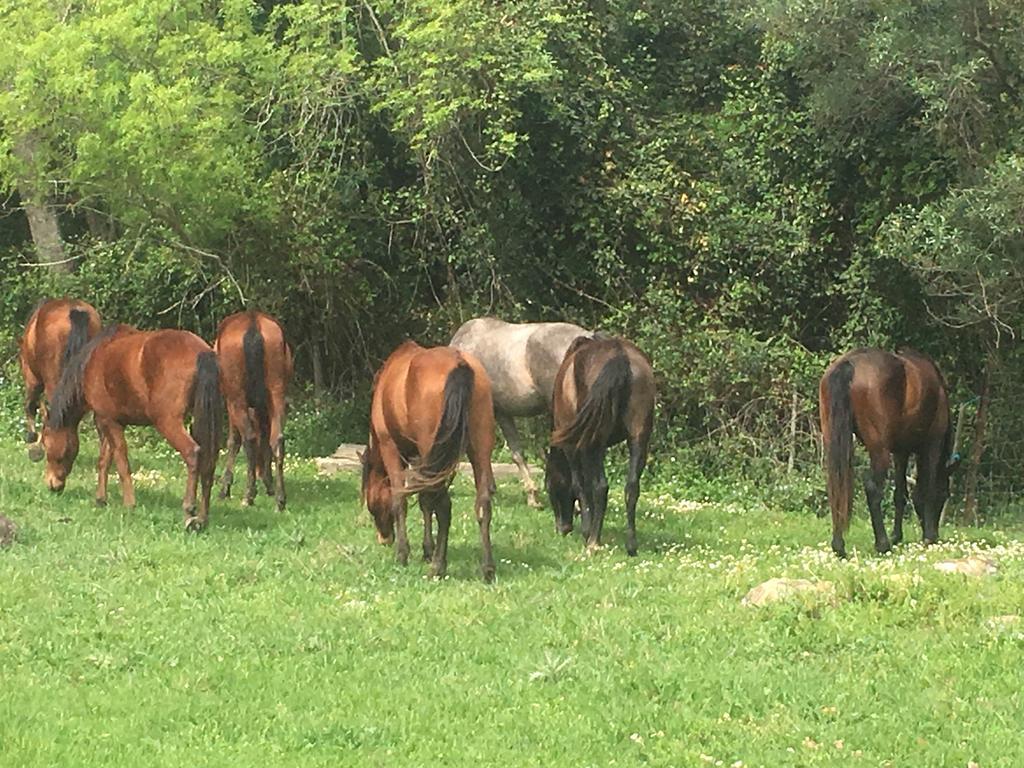 B&B Mas Les Lecques Beaucaire  Luaran gambar